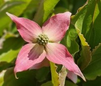Cornus kousa 'Beni Fuji' - Japanse grootbloemige kornoelje 'Beni Fuji' - 3