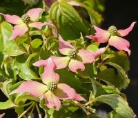 Cornus kousa 'Beni Fuji' - Japanse grootbloemige kornoelje 'Beni Fuji' - 2