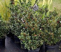 Ilex meserveae 'Blue Maid' - Blauwe hulst 'Blue Maid' - 80-100 cm   C10