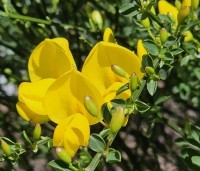 Cytisus praecox 'Allgold' - Brem 'Allgold' - 5