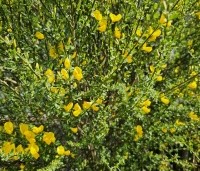 Cytisus praecox 'Allgold' - Brem 'Allgold' - 4