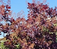 Cotinus coggygria 'Royal Purple' - Rode Pruikenboom - 4
