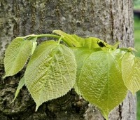Tilia americana 'Nova' - Amerikaanse linde - 4