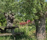 Salix alba - Schietwilg - 3