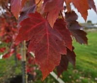 Acer rubrum 'Red Sunset' - Rode Esdoorn - 1