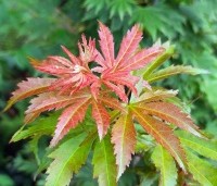 Acer x pseudosieboldianum 'North Wind' - Japanse Esdoorn 'North Wind' - 3