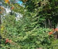 Acer x pseudosieboldianum 'North Wind' - Japanse Esdoorn 'North Wind' - 2