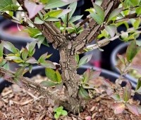 Euonymus alatus - Kardinaalsmut alatus - 1