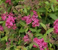 Spiraea japonica 'Anthony Waterer' - Spierstruik 'Anthony Waterer' - 3