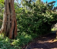 Metasequoia glyptostroboides - Chinese Moerascipres - 1