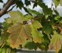 Acer rubrum 'October Glory' - Amerikaanse esdoorn - 1