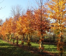 Fagus sylvatica 