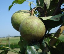 Kleipeer
