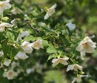 Philadelphus coronarius - Boerenjasmijn - 5