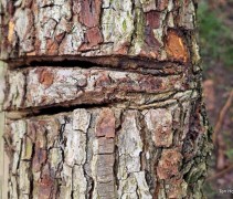 Pyrus conference solitairen met zaagsnede voor vruchtopbrengst