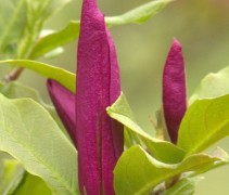 Magnolia 'Susan' bloemknoppen