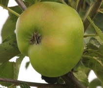 Malus domestica 'Bramley's Seedling'