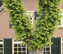 Voorbeeld boeren leilinden
