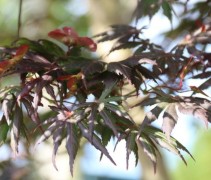 Acer palmatum Trompenburg. blad in de schaduw verkleurt naar bruin-rood-groen
