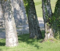 Betula Pendula