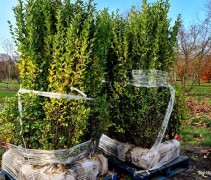 Ligustrum ovalifolium haagplanten 175-200 cm met kluit op de kwekerij van Ten Hoven Bomen in Apeldoorn