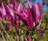 Magnolia 'Susan' - Beverboom - 2