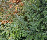 Taxus baccata - Venijnboom - combinatie taxus met Fagus en Elaeagnus ebbingei winter