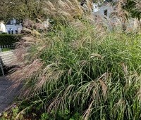 Miscanthus sinensis 'Zebrinus' - Prachtriet 'Zebrinus' - september 2024