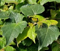 Parthenocissus tricuspidata 'Veitchii' - Wilde Wingerd Quickhedge - 1