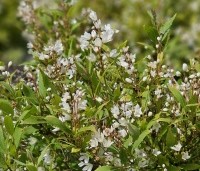 Deutzia gracilis 'Nikko' - Bruidsbloem 'Nikko' - 1