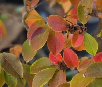 Stewartia rostrata - Schijncamelia - 1