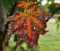 Acer rubrum - Rode Esdoorn - 1
