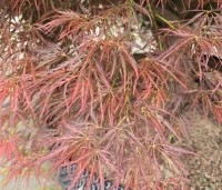 Acer palmatum 'Dragon Fire' - Japanse Esdoorn Dragon Fire - 1