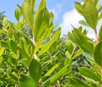 Arbutus unedo - Aardbeiboom - 5
