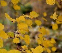 Populus tremula - Ratelpopulier - 1