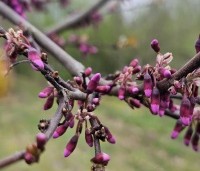 Cercis siliquastrum - Judasboom - 3