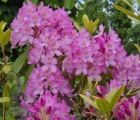 Rhododendron ponticum 'Roseum' - Bosrhododendron 'Roseum' - 2