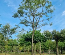 Amelanchier lamarckii