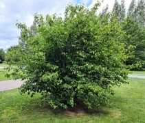 Cornus mas 