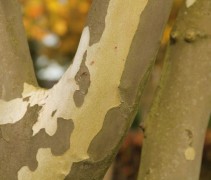Platanus