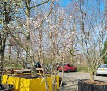 Prunus The Bride