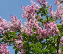 Syringa Josikaea