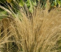 Stipa tenuissima 'Ponytails' - Vedergras 'Ponytails' - augustus