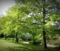 Alnus glutinosa 'Laciniata'