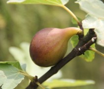 Ficus carica Brown Turkey