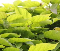 Catalpa bignonioides