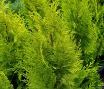 Cham laws 'Yvonne'