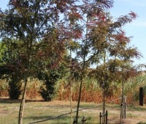 Gleditsia 'Rubylace' boomkwekers