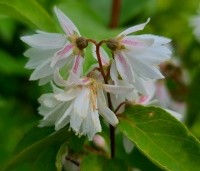 Deutzia scabra - Bruidsbloem scabra - 1