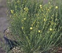 Cytisus praecox 'Allgold' - Brem 'Allgold' - 2